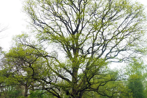 Beech tree in Ashridge Woods